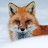 @foxfounded