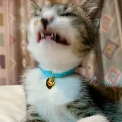 なむちんちゃんねる