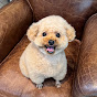 保護犬と生きる。笠川永太