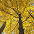 0AVMrNWyLko-channel-avatar-Deciduous Snurb