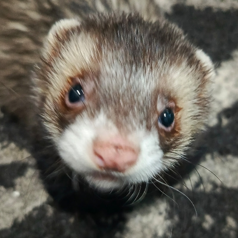 Поиск монет и старины с металлоискателем.  Logo