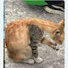 Автор