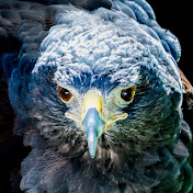 Predator Bird Services Inc.
