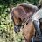 Karen Badrick equestrian