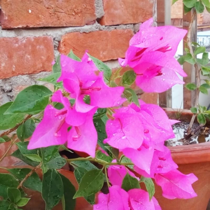 gardening adventure
