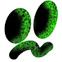 菌は友達　friend of bacteria
