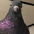D1hPNu9vGeo-channel-avatar-PoopyPigeonGaming