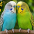 ty5DWqXnXAs-channel-avatar-Tuli Birds Tv