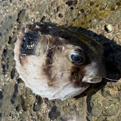 磯っぱり