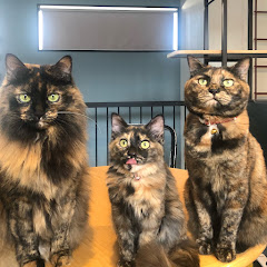 サビ猫三姉妹アイコン画像