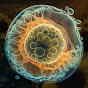 The God Cells: Ukraine, Fetal Stem Cell Pioneers logo