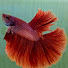 ER3nfcs8SsU-channel-avatar-Barry the Betta Fish