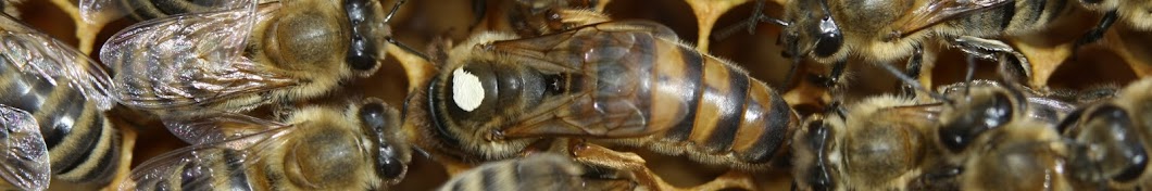 Uspješno Pčelarenje - Successful Beekeeping YouTube channel avatar