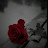 @فاطمهمحمد-ض5م8ذ