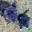 MNdvHtTeAOs-channel-avatar-PUDDY AND FRANK