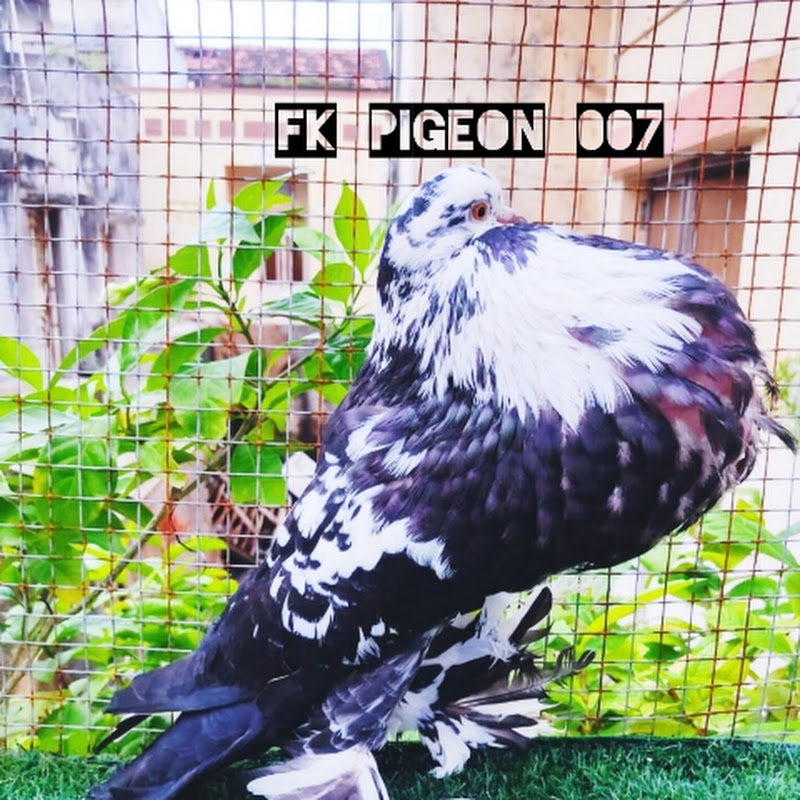 FK PIGEON 007