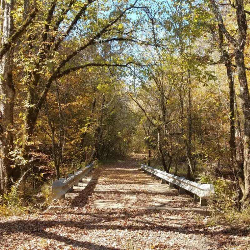 The Charizard Chaser