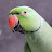 Green parrot 555 