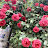 @user-dy7kk4xg6x