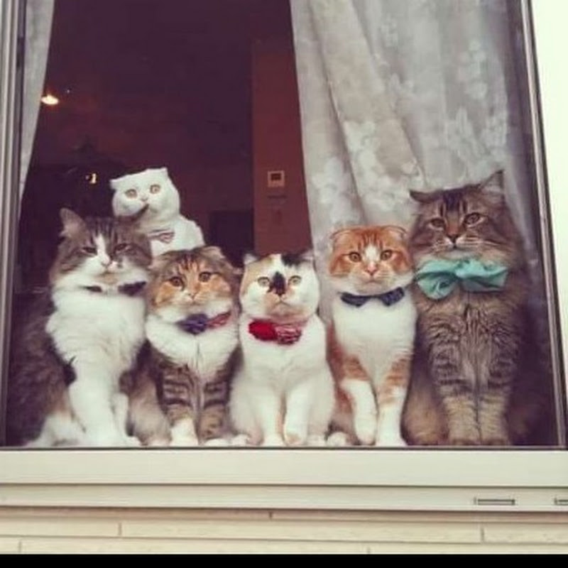 Animal's Kingdom