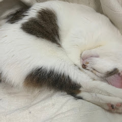 親子のポケモンカード体験記