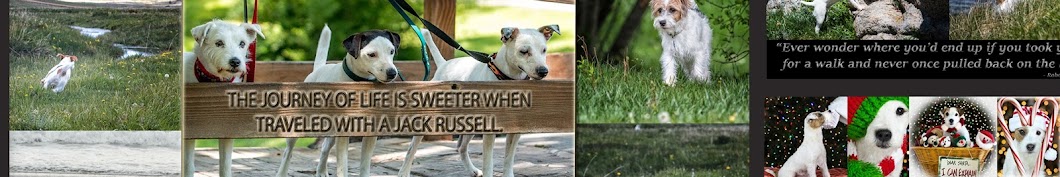 Jack Russell Terrier Club of America (JRTCA) YouTube-Kanal-Avatar