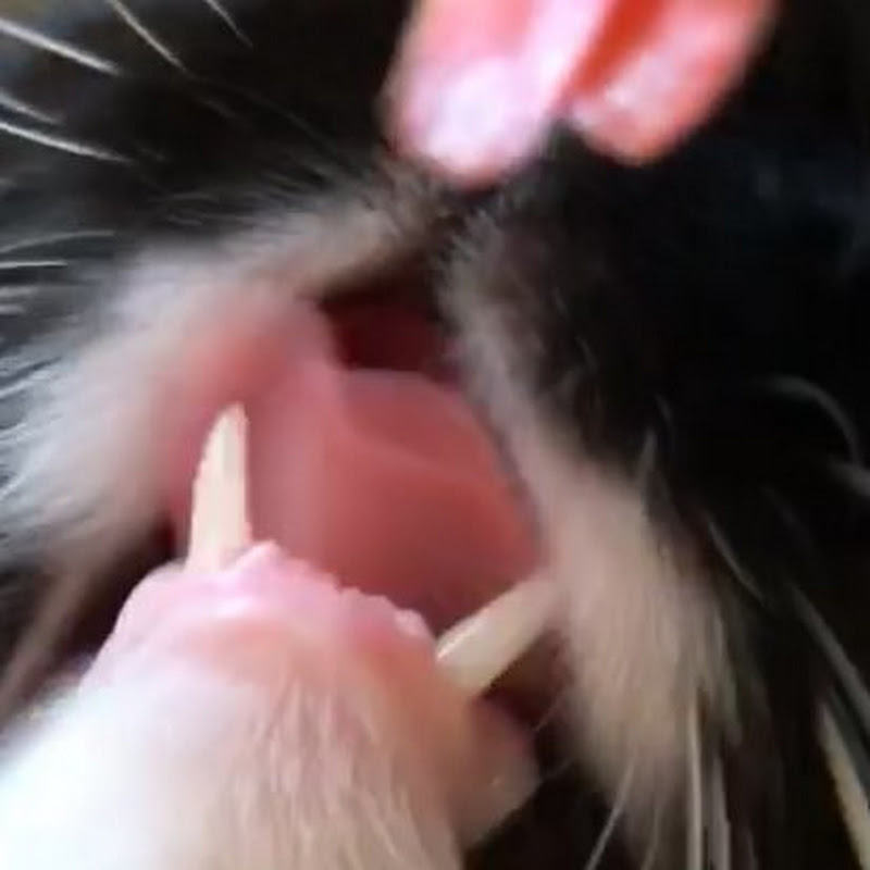 Salikatten icon
