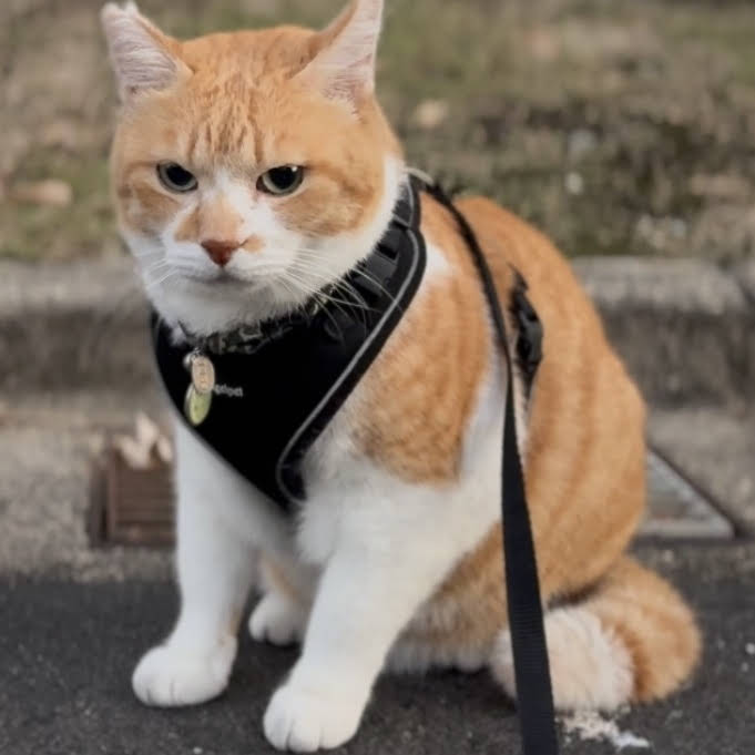 ChaCha: The Former Stray Cat - YouTube