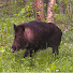 CfQKkebISq0-channel-avatar-The Wild Taiga and 2 more