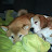 Shibat Kira ja Vili & Masa the beagle