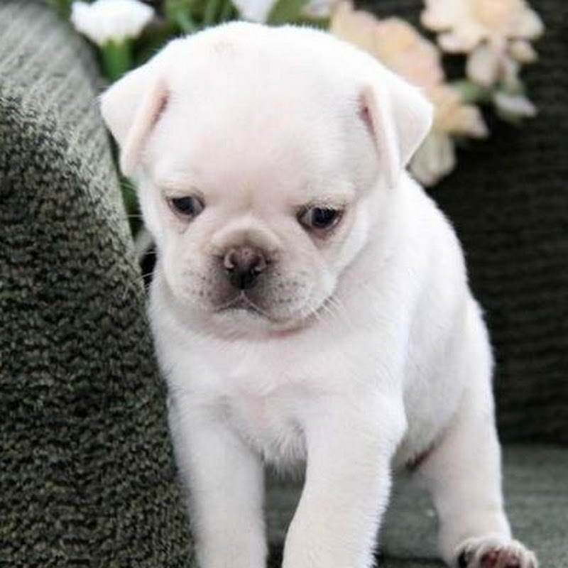 WHITE PUG
