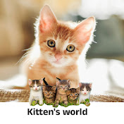 kitten's world