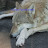 @coywolfproductions7056 Avatar