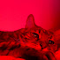 xMt-nbJCRfc-channel-avatar-Kalvish