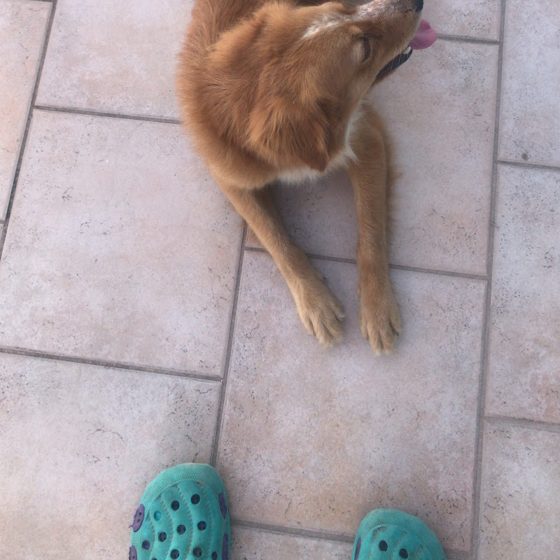 Cameca