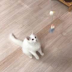 똙딿