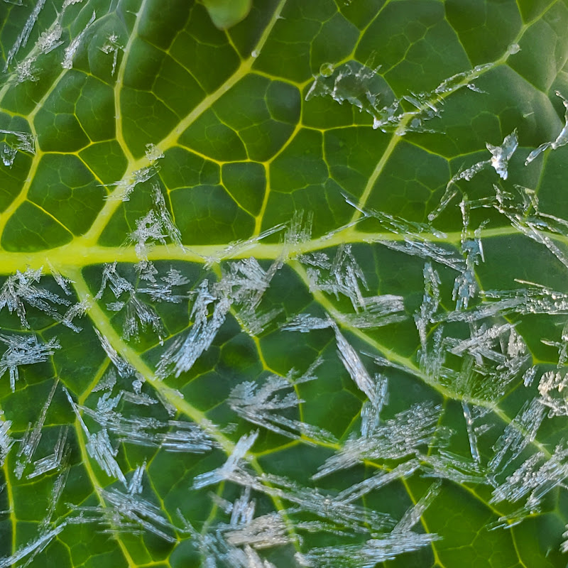 Gardening-Foraging