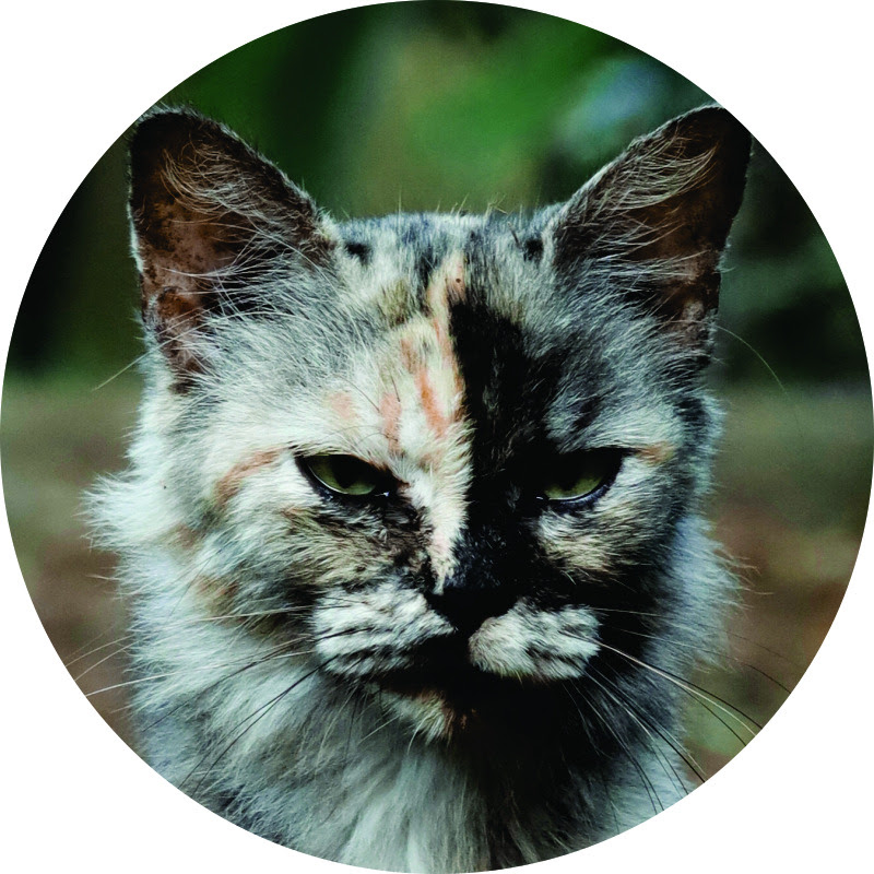 Kucingku Luna