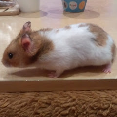 ももたろうアイコン画像