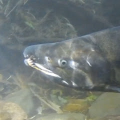 Hokkaido Fish Films official 北海道魚類映画社アイコン画像