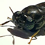 Account avatar for Insetos - Bioindustria
