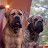 ZuLand Boerboels