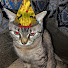 p-0XQ7Hm-Ro-channel-avatar-my cats