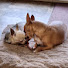 wX9soBxLTNc-channel-avatar-Paws Print Media 