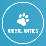 AnimalAntics