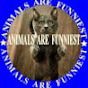 ANIMALS ARE FUNNIEST logo