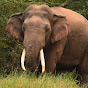 Protect elephants logo