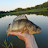 @Perchfishing
