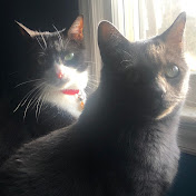 TheCatOfObjectShows