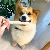 コーギーのラッキー